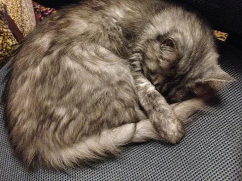 Fluffy Gray Tabby Cat Sleeping Curled Up on an Office Chair Stock Photos