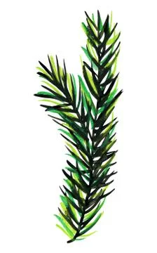 Fluffy green branch of pine or spruce. Stock Illustration
