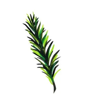 Fluffy green branch of pine or spruce. Stock Illustration