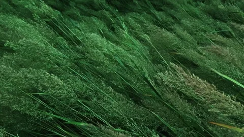 Fluffy green grass swaying gently in the wind Stock Footage 331458366