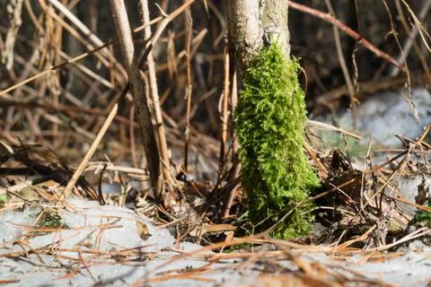Fluffy green moss on tree trunk in winter Stock Photos