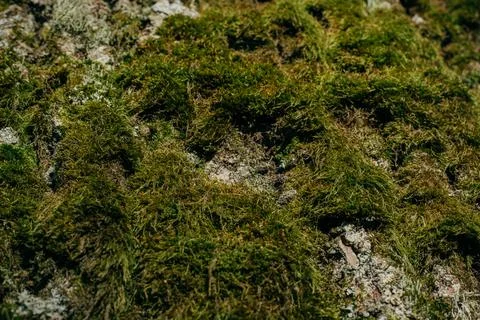 Fluffy green moss on a tree trunk Stock Photos
