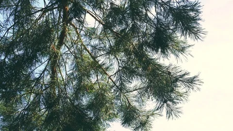 Fluffy green pin tree branch swaying in the wind  against the sky Stock Footage 121806198