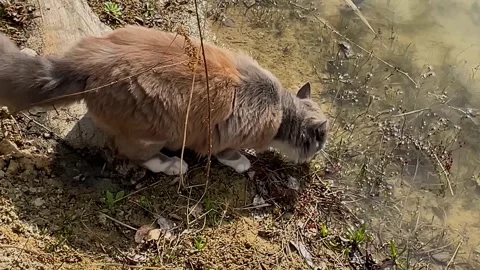 Fluffy grey and ginger cat sniffing water at the pond edge then sitting on .. Vídeos de archivo 333792841