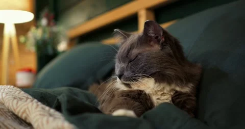 Fluffy grey and white cat resting peacefully on a green bed, enjoying a quiet Stock Footage 307552832