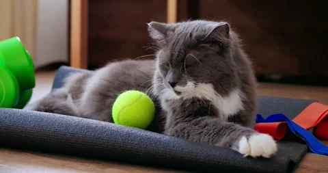 Fluffy grey and white cat resting on a yoga mat with tennis ball, dumbbells, and Stock Footage 307553307