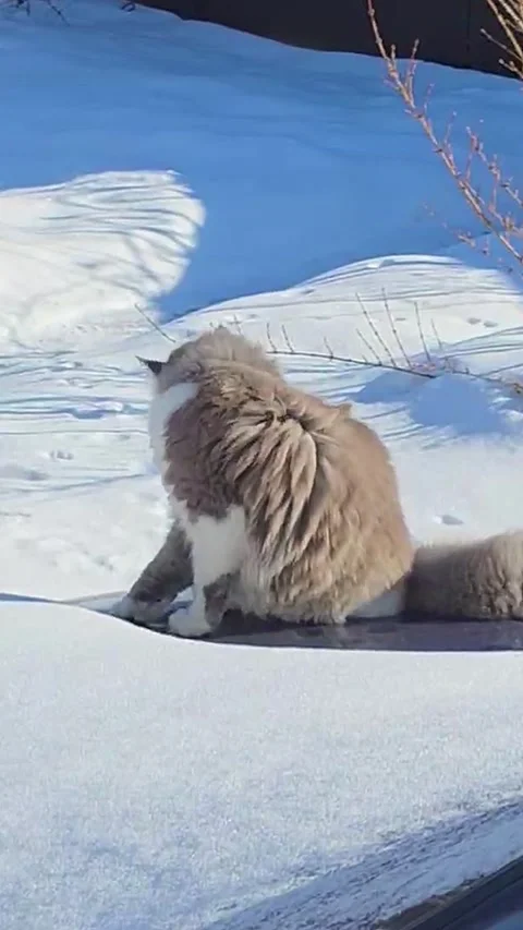 Fluffy grey and white cat sitting on a snowy car roof under bright winter s.. Vídeos de archivo 333790698