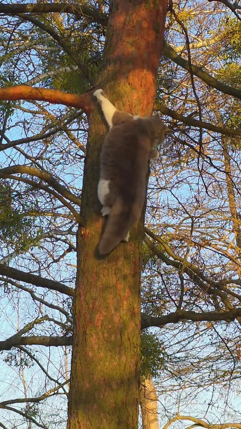 Fluffy grey and white cat carefully climbs down a thick pine tree trunk and.. Vídeos de archivo 333790957