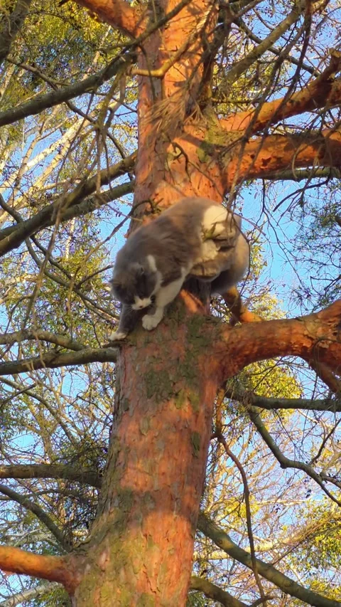 Fluffy grey and white cat climbing a pine tree at golden hour sunset. Domes.. Vídeo Stock 333790967