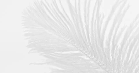 Fluffy grey and white feather texture, on soft background close-up. Stock Footage 313637613