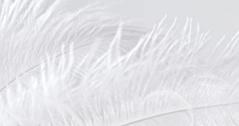 Fluffy grey and white feather texture, on soft background close-up. Video stock 313637620