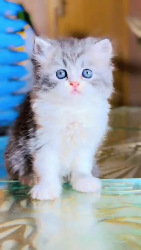 Fluffy Grey and White Kitten Sitting and Looking Up Vídeo Stock 337728409