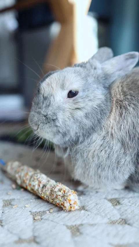 A fluffy grey bunny eats treats indoor. Pet food. Dry food for bunnies. Stock Footage 334628318