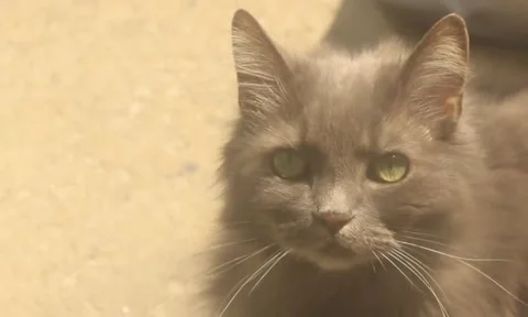 Fluffy grey cat close up Video stock 51936377