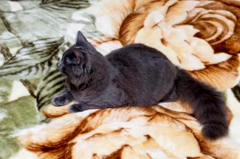 Fluffy grey cat on the couch Stock Photos