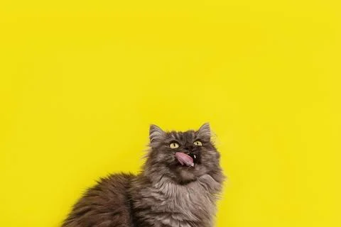 Fluffy grey cat licks on yellow background Stock Photos