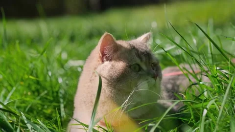 Fluffy grey cat lies in the green grass in the sunlight and looks around. 库存影片 337051900