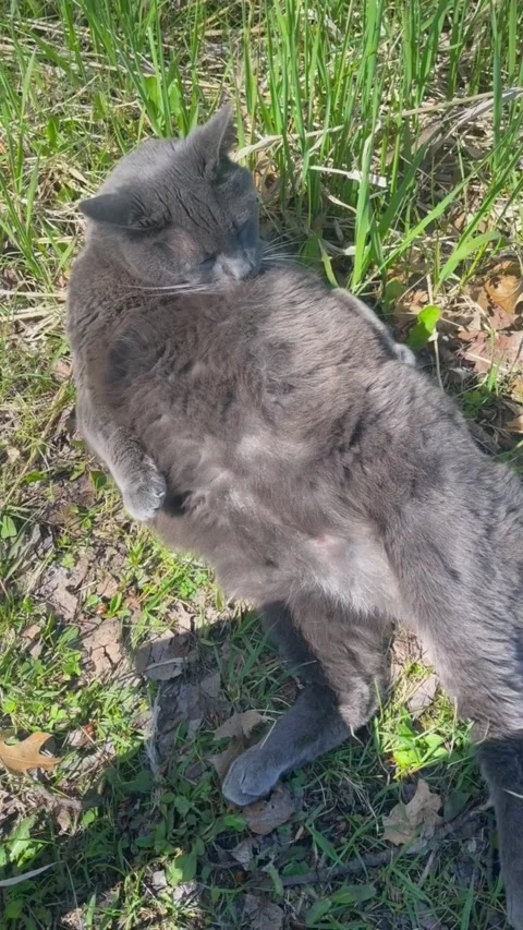 A fluffy grey cat lying in the green grass outdoors on a sunny day Vidéo 334353270