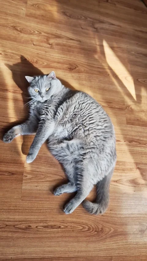 Fluffy Grey Cat Playing on Its Back in Warm Sunbeam on Wooden Floor 스톡 동영상 339003395