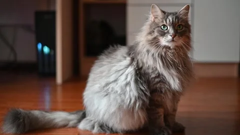 Fluffy grey cat is sitting indoors in a well-lit room. The cat shows different Stockbeeldmateriaal 337100919