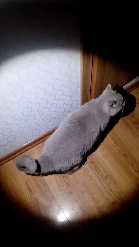 Fluffy Grey Cat Sitting in a Spotlight on a Wooden Floor Stock Footage 325223979
