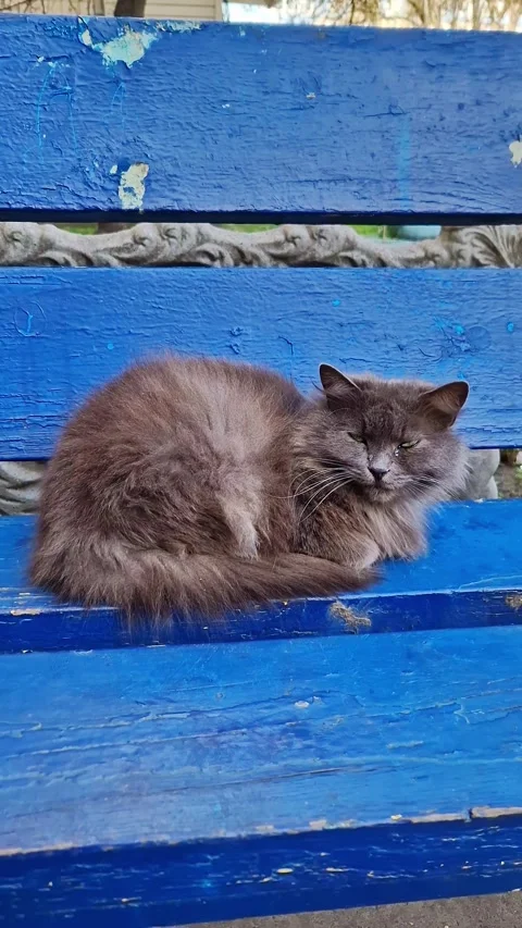 Fluffy Grey Cat Sleeping Peacefully on Bright Blue Painted Bench Stock-Footage 339001484