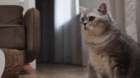 A fluffy grey cat with tabby markings sits indoors near a scratching post and Stock Footage 339191910