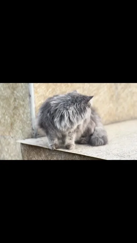 Fluffy Grey Cat Walking Along a Stone Path Stockbeeldmateriaal 333218447
