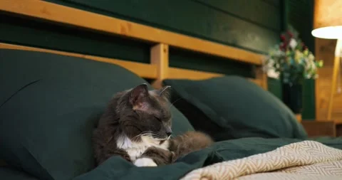 Fluffy grey cat with white chest and paws sleeping comfortably on a green bed Stock Footage 307552974