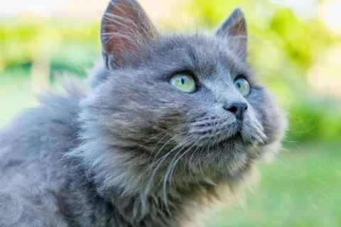 Fluffy grey grumpy cat looks up Stock Photos