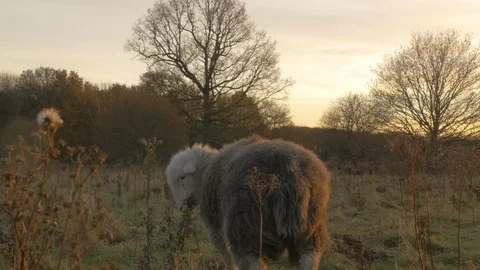 Fluffy grey herdwick sheep grazing in grass farmers field at sunset  Stock Footage 85646749