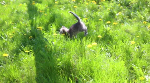 Fluffy grey kitten on the grass Stock Footage 37767846