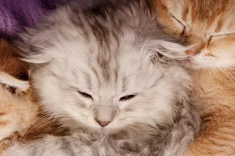 Fluffy Grey Kitten Sleeping in a Pile of Cats Stock Photos