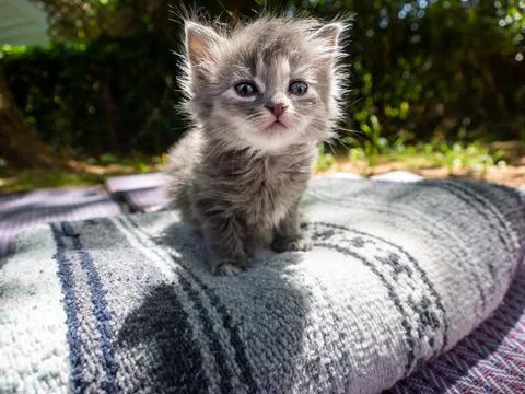 Fluffy grey kitty outside Stock Photos