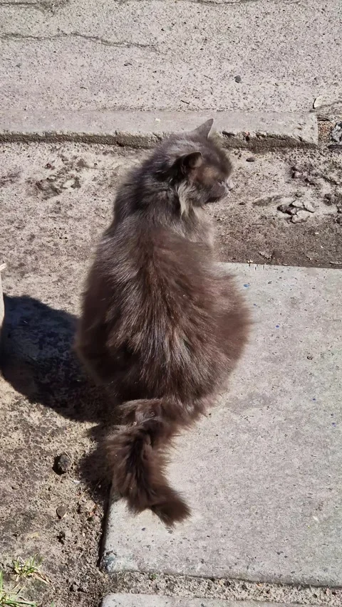 Fluffy Grey Long Haired Cat Sitting on Concrete Pavement on Sunny Day Stock-Footage 339001544