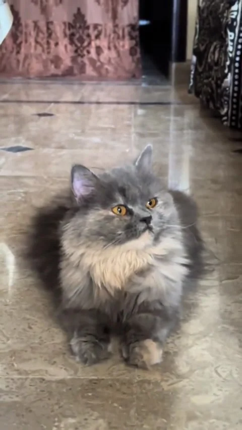 Fluffy Grey Persian Cat with Amber Eyes Lying on Marble Floor Stockbeeldmateriaal 337130387