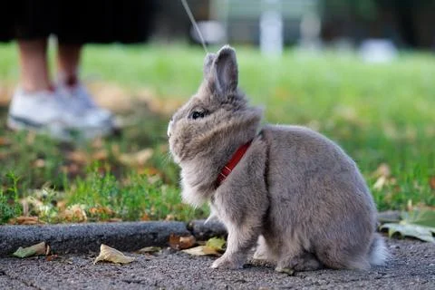 Fluffy grey pet rabbit in a red collar sitting on a sidewalk during a walk... Stock Photos