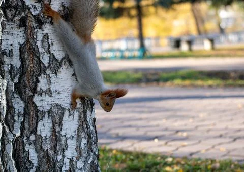 A fluffy grey squirrel with red ears walks down the trunk of a birch tree. Stock Photos