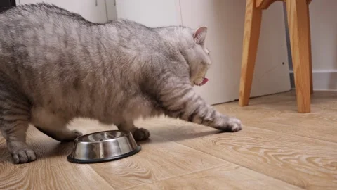 Fluffy grey tabby cat approaches a clean, empty metal food bowl on a wooden Stock Footage 339194301