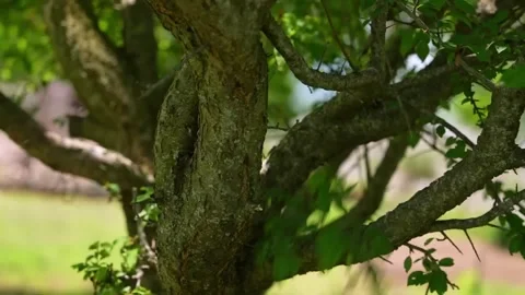 Fluffy Grey Tabby Cat Climbing in a Green Tree Stock-Footage 335549458