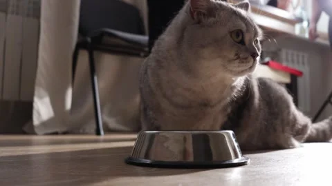 A fluffy grey tabby cat sits patiently next to an empty metal food bowl on a Stock Footage 339193762