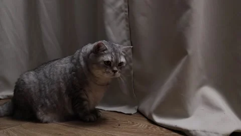 A fluffy grey tabby cat sits on a wooden floor near a draped curtain, looking Stock Footage 339198255