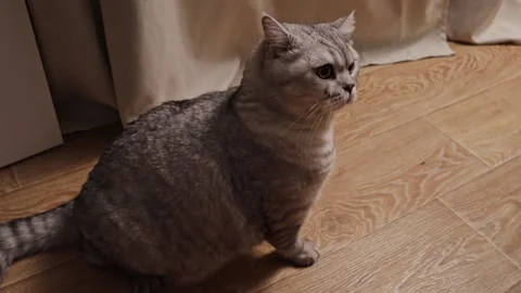 A fluffy grey tabby cat sits attentively on a wooden floor near curtains Stock Footage 339199145