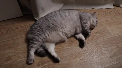 A fluffy grey tabby cat is sleeping soundly on a wooden floor, looking very Stock Footage 339198982