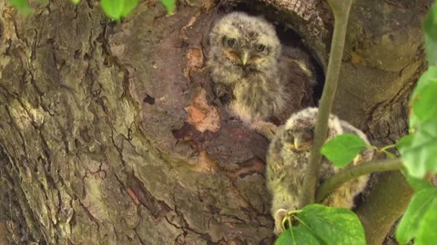 Fluffy Guardians – Young Owls in the Tree Stock Footage 313952034
