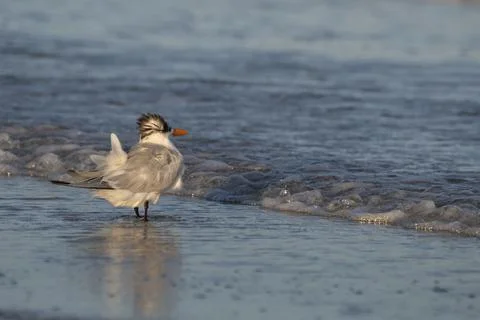 Fluffy gull Stock Photos