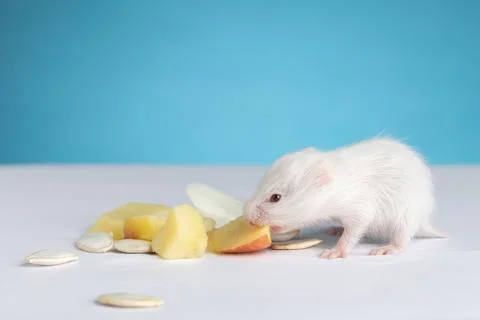 Fluffy hamster eats on a blue background front view with space for text. Stock Photos