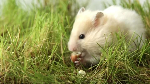 A fluffy hamster is gnawing a nut on the green grass. Stock Footage 239402160