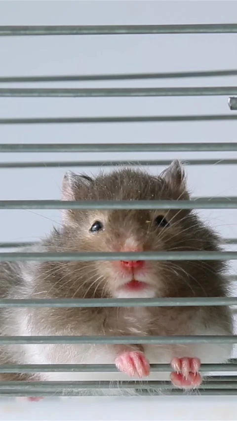 A fluffy hamster is standing in the whee. lThe rodent washes. The muzzle hamster Video stock 246769348