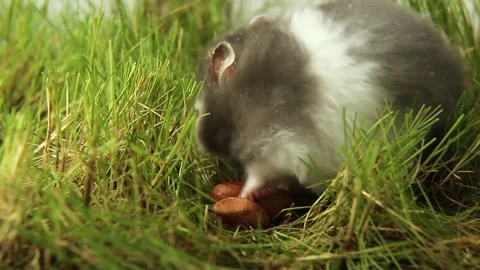 A fluffy hamster walks on the green grass. A rodent in nature. Stock Footage 243062828